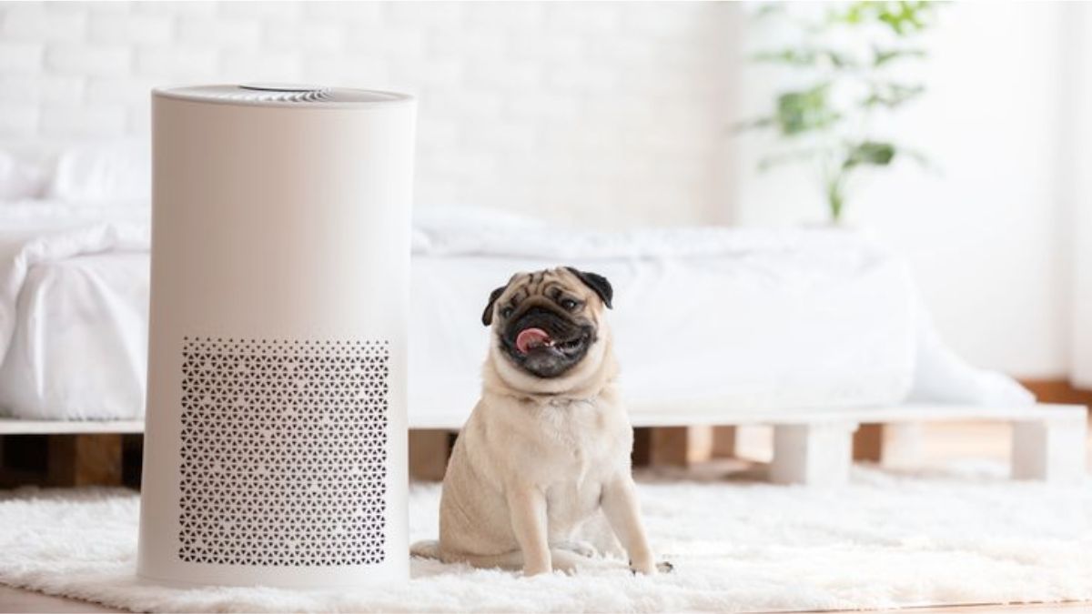 What is the best deals air purifier on the market